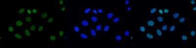 Immunocytochemistry/ Immunofluorescence: Histone H3 [Trimethyl Lys9] Antibody [NBP2-54612]